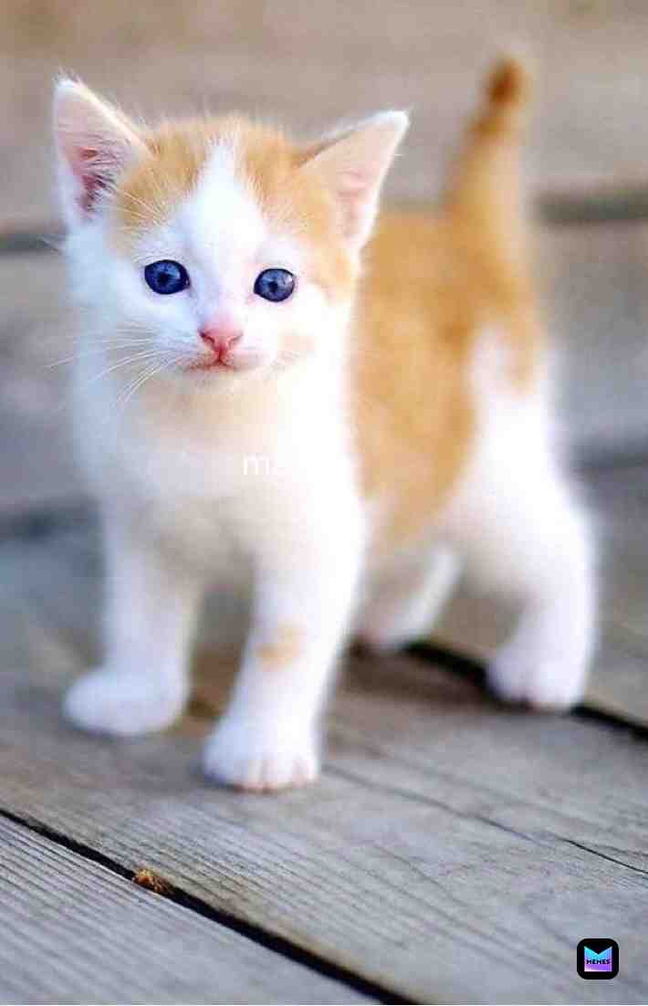 Cute kitty of the day; #cute #cutecat #kitty #maxy
