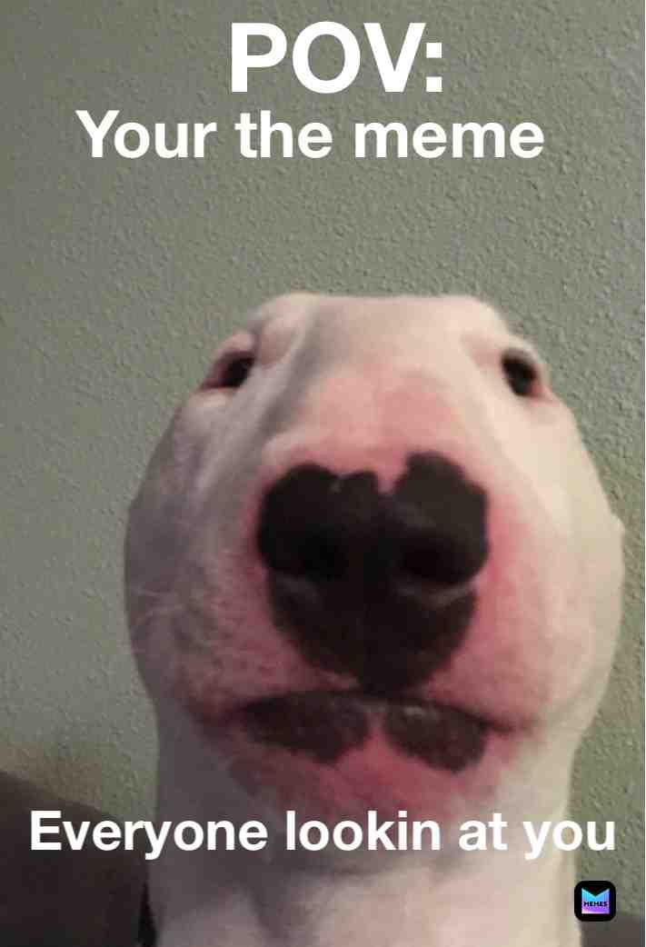 #pov  #maxy  #walter  #dog  #doggo  #helpme