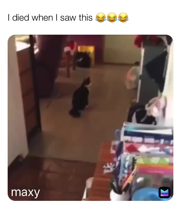 #videomeme  #funny  #cat  #lol  #maxy  #run  #nowordsneeded  #dead  #tehe