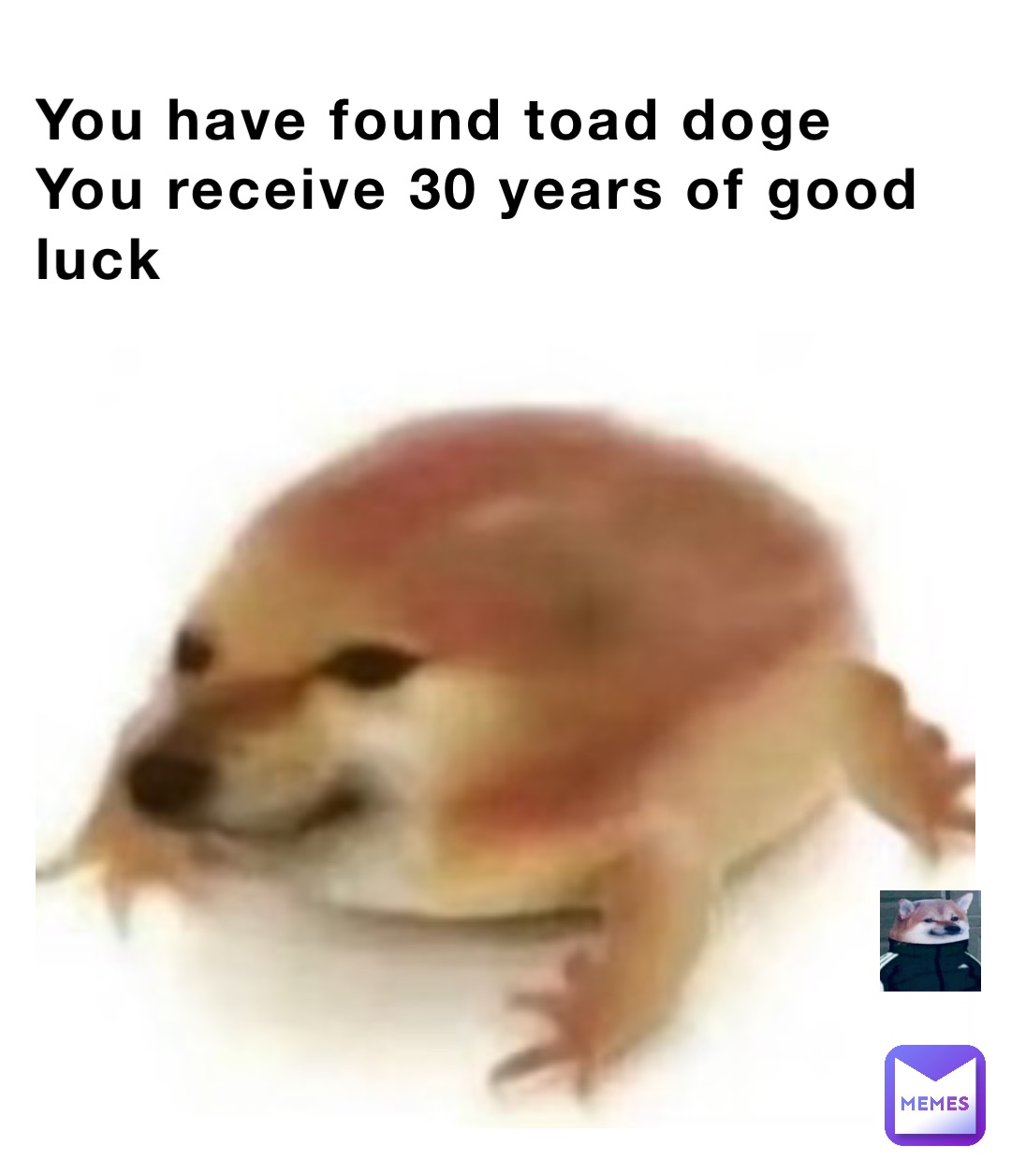 You have found toad doge
You receive 30 years of good luck