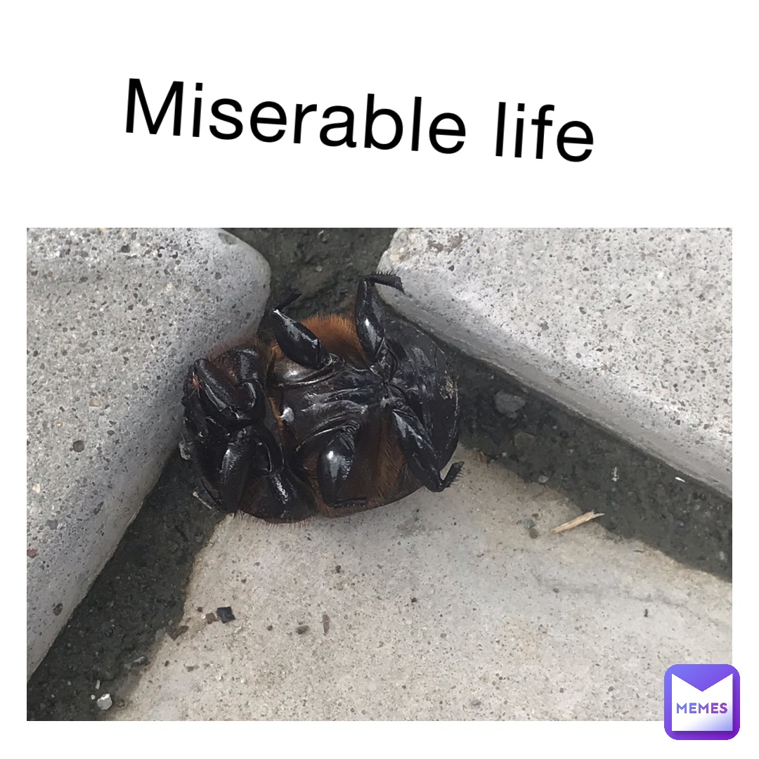 miserable life