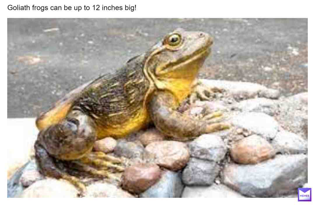 #frogs #frogs #frogs4life #frog #frog #frogs #frogfact #frogfacts #froggy #frogmeme #frogboi #goliath
