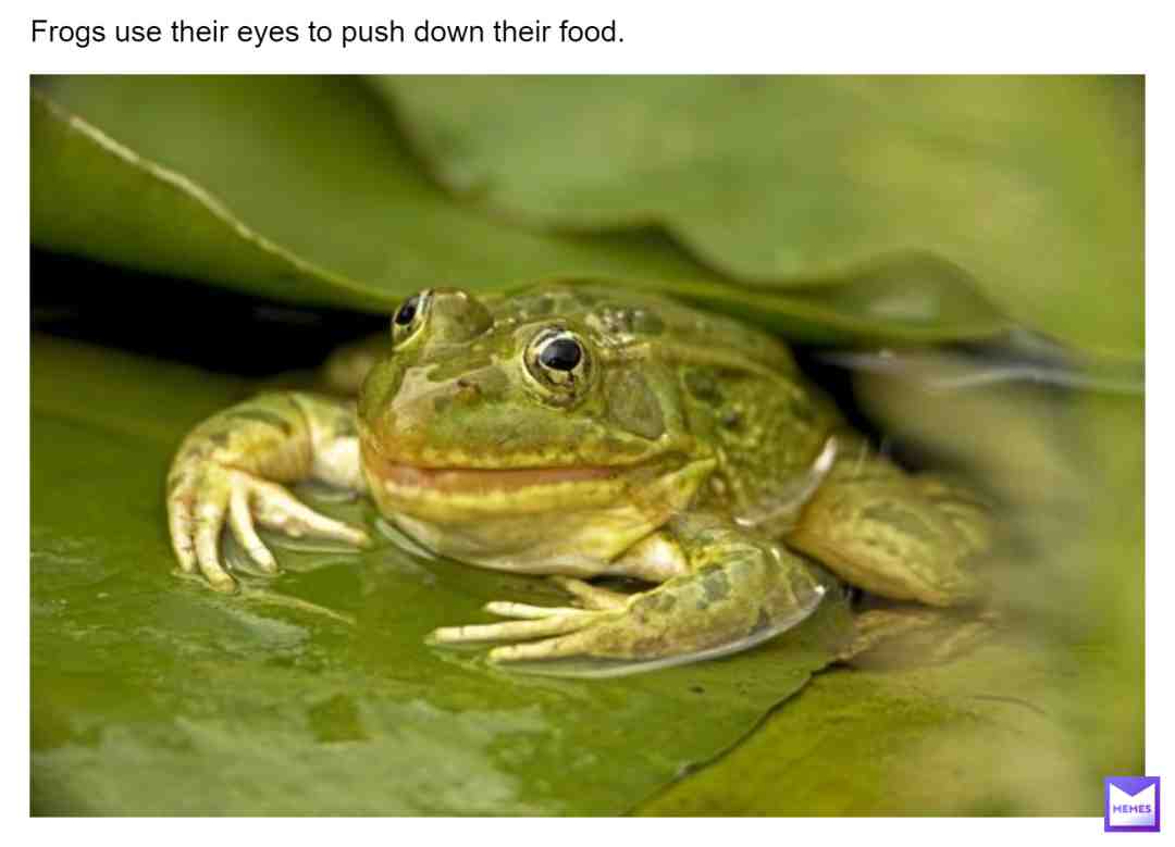 so imma try to post frog facts every day. Your follows motivate me! #frog #frog #frogs #frogboi #frogfact #frogfacts #froggy #frogmeme #frogcult #frogmemes #fact #facts #factsdaily #frogfact #frogfact #frogfacts