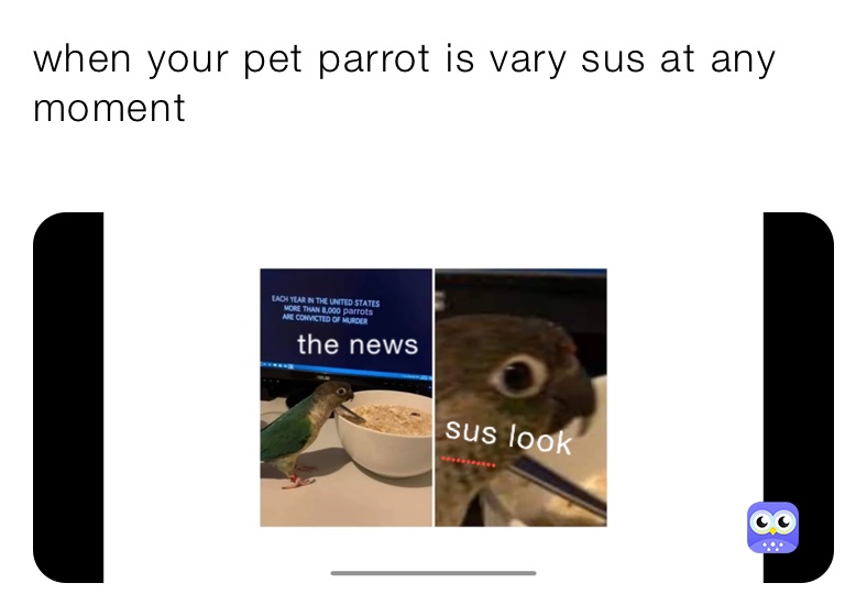 when your pet parrot is vary sus at any moment 
