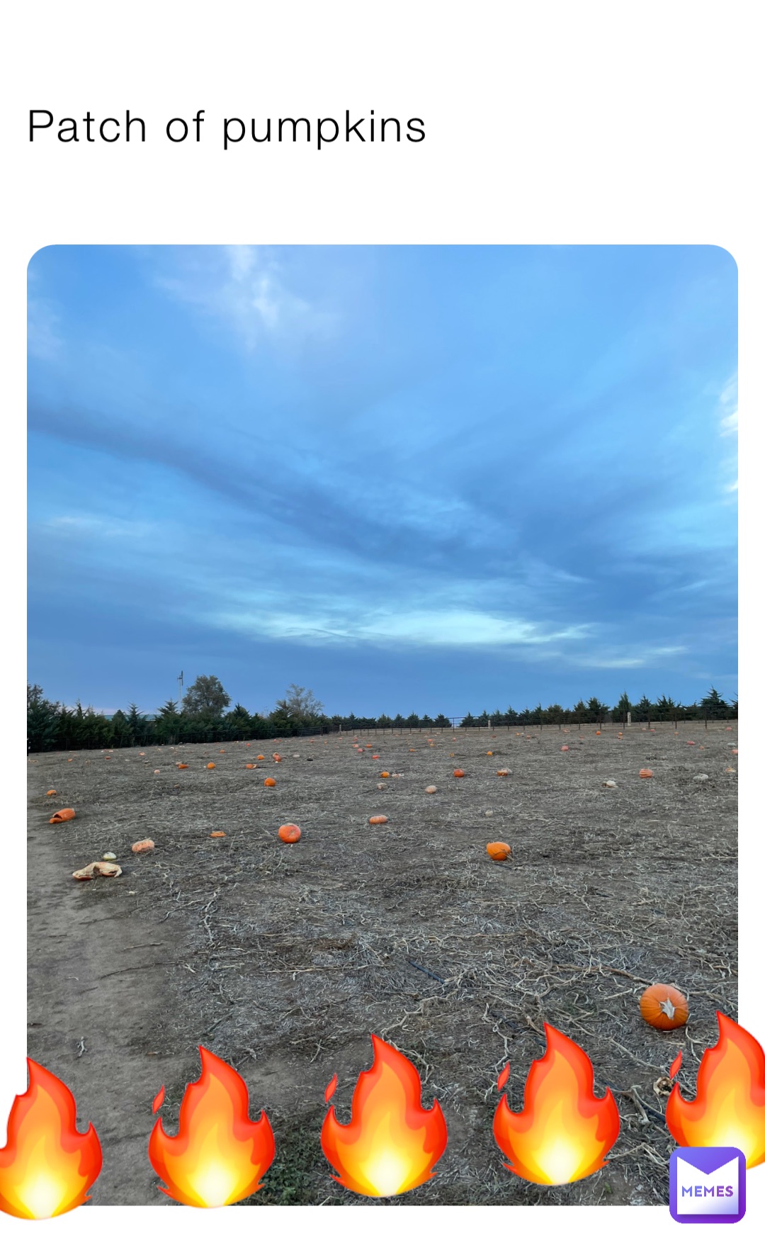 Patch of pumpkins 🔥🔥🔥🔥🔥🔥🔥🔥🔥🔥🔥🔥🔥 Pumpki