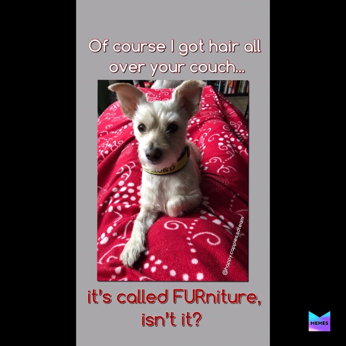 Meme by PetMomJackie