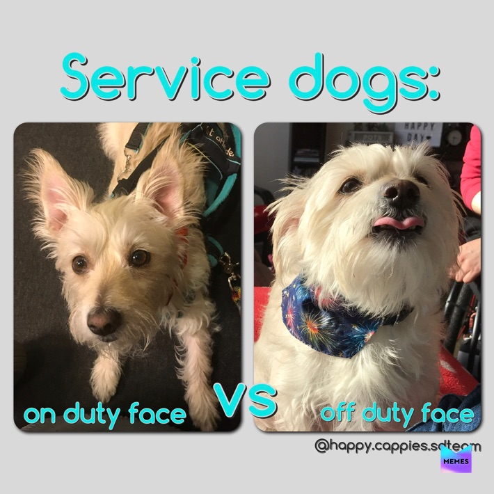 Meme by PetMomJackie