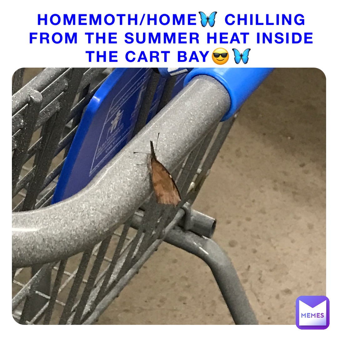 Homemoth/home🦋 chilling from the summer heat inside the cart bay😎🦋