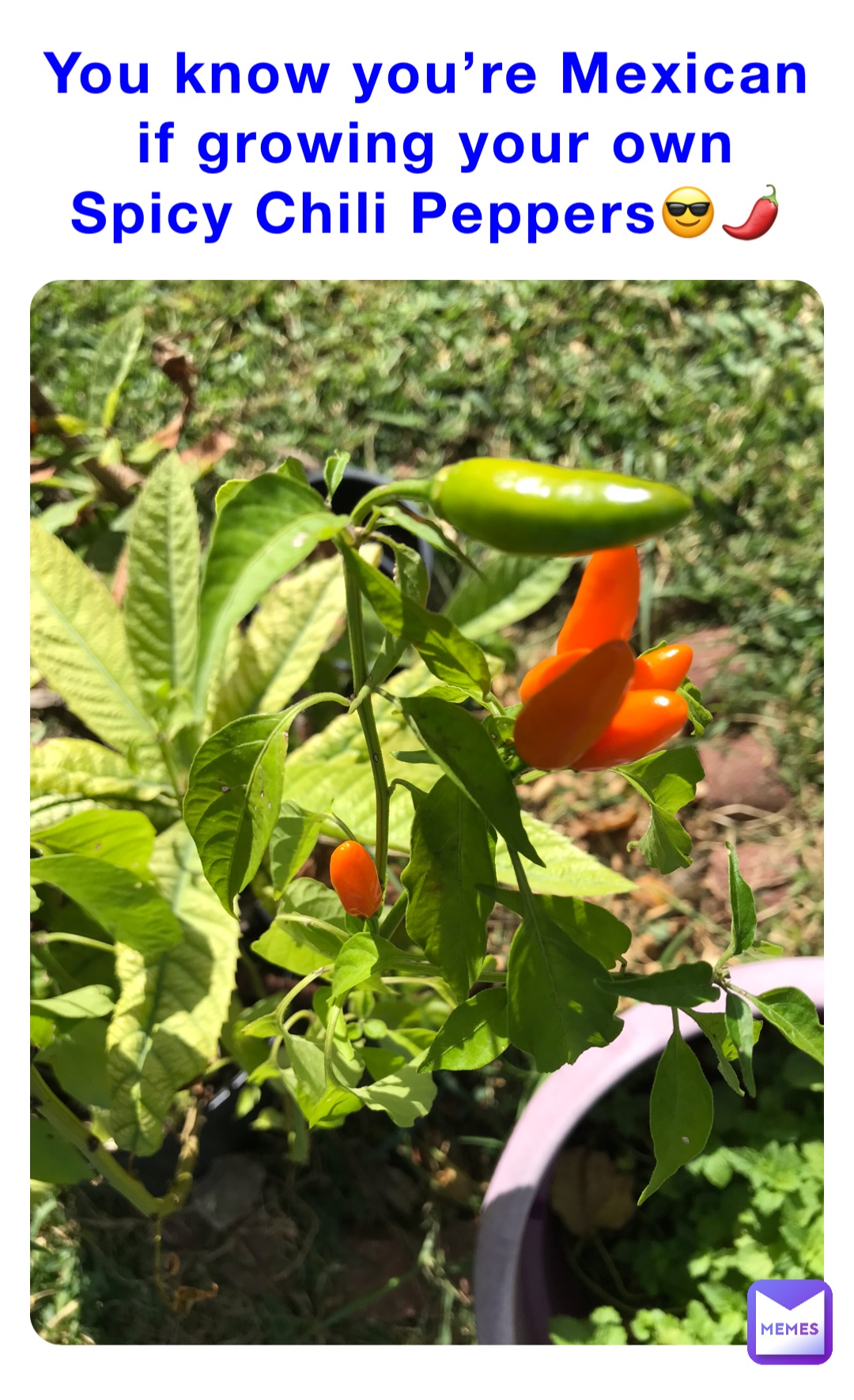 You know you’re Mexican if growing your own Spicy Chili Peppers😎🌶