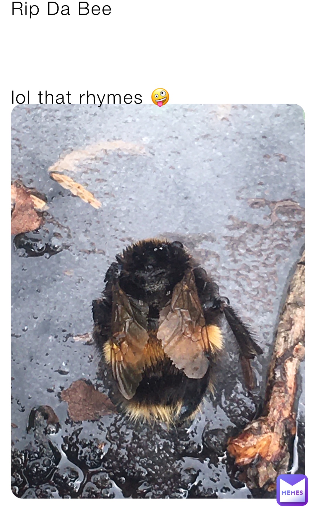 Rip Da Bee



lol that rhymes 🤪