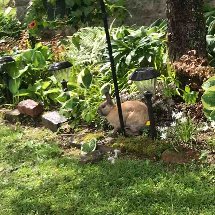 Hey y’all, sorry I haven’t been posting lately, I’ve just been really busy. Anywho that’s my new bunny friend 😌
