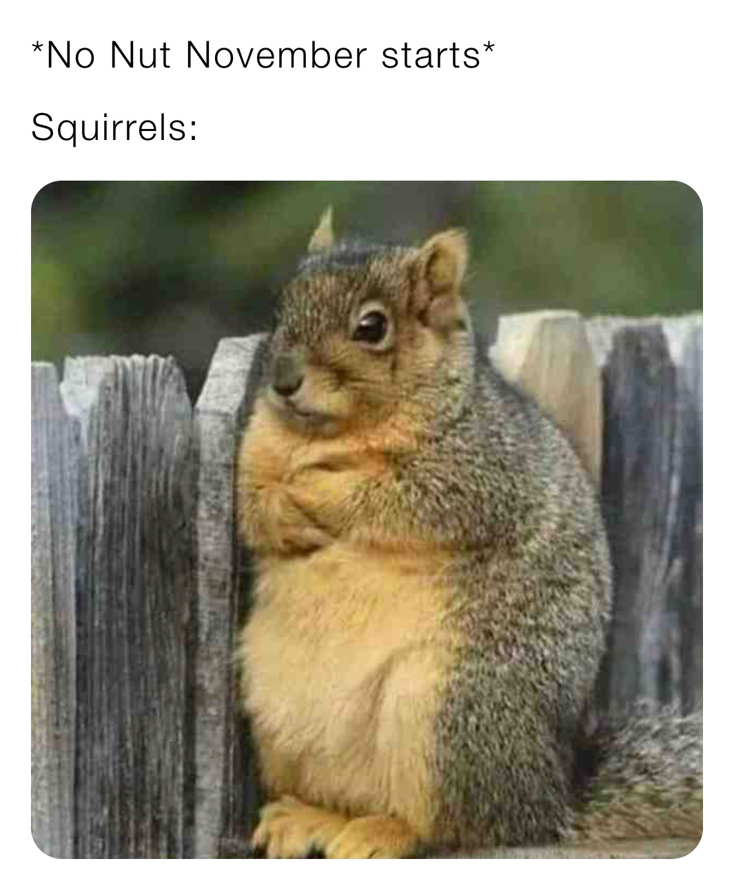 *No Nut November starts*
Squirrels: