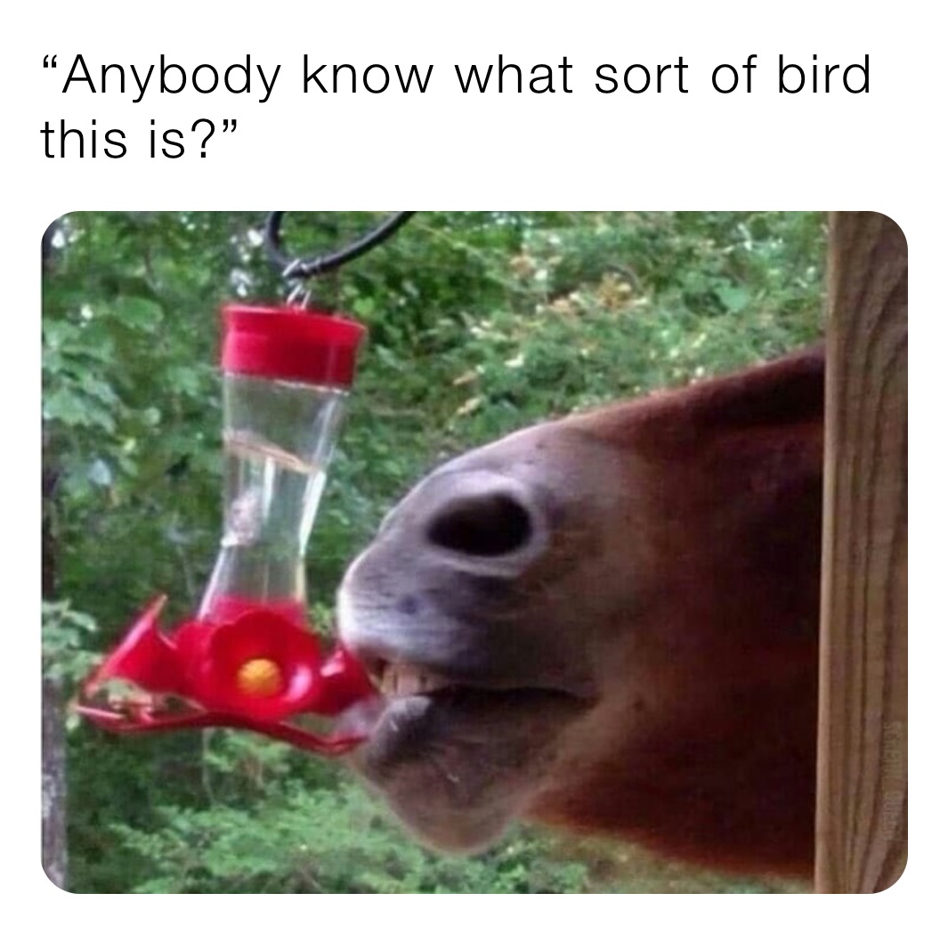 “Anybody know what sort of bird this is?”