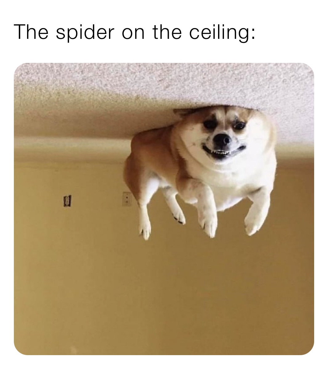 The spider on the ceiling: