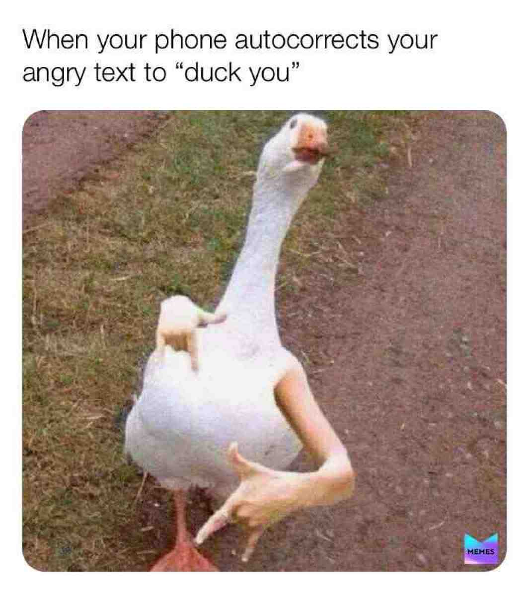 DUCK YOU MAN
@FreeMemes123 #community