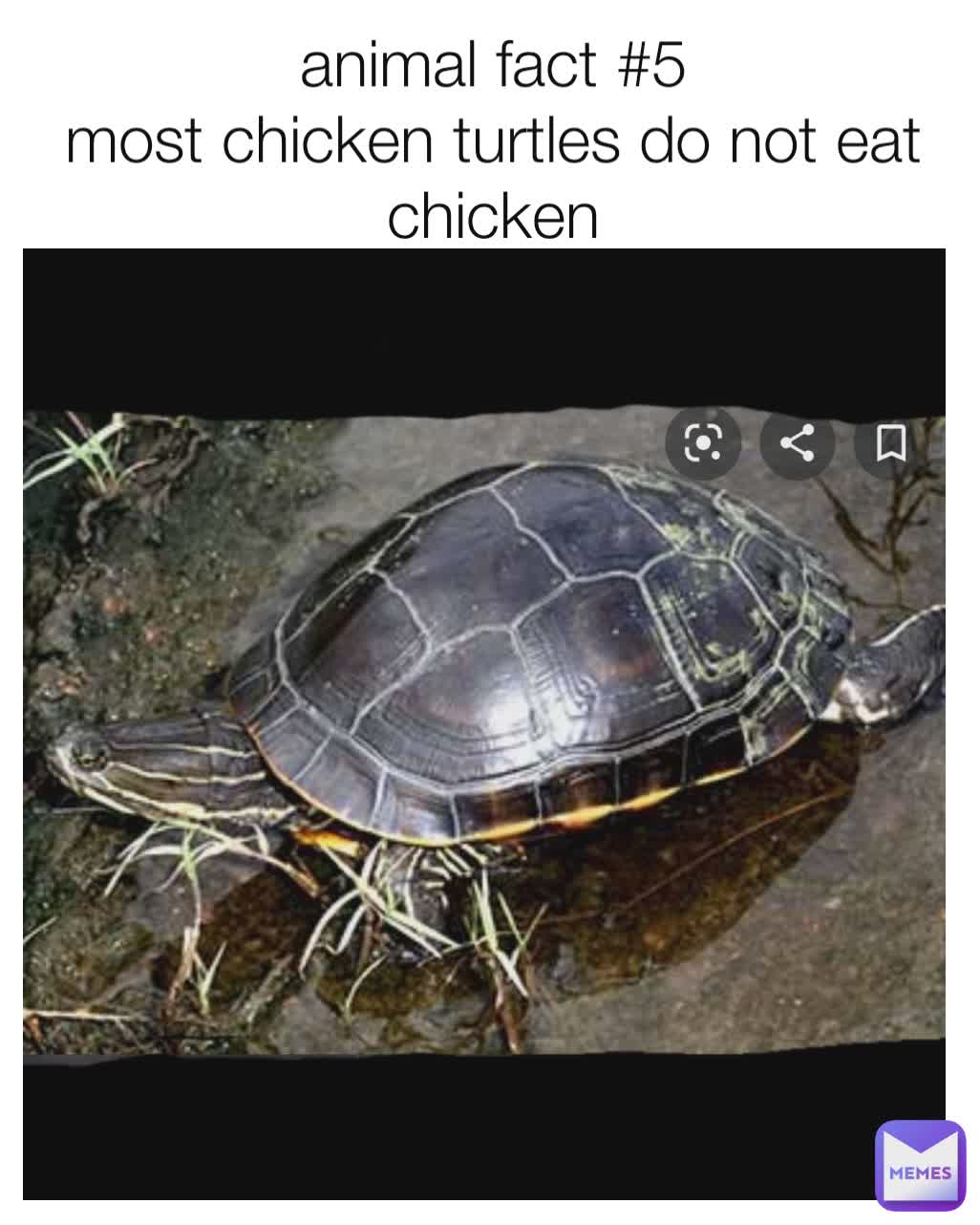 animal fact 5 most chicken turtles do not eat chicken verwimpcas
