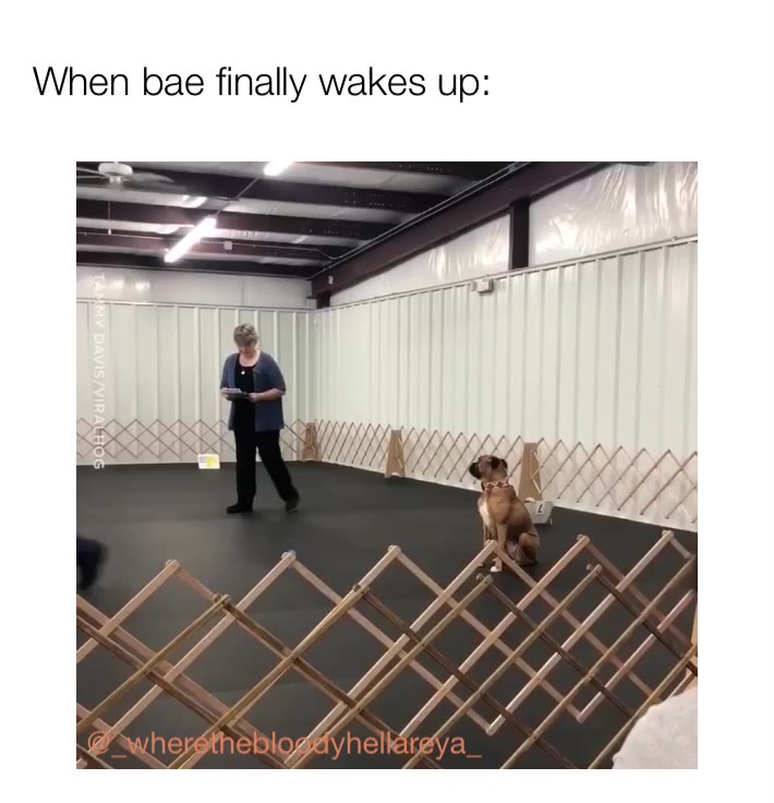 I been waiting all morninggggg!!! #wherethebloodyhellareya #straya #australia #adelaide #sydney #melbourne #canberra #hobart #cairns #goldcoast #perth #darwin #meme #memeit #memesdaily #funny #alicesprings #memes #uk #usa #romania #russia #germany #turkey #cyprus