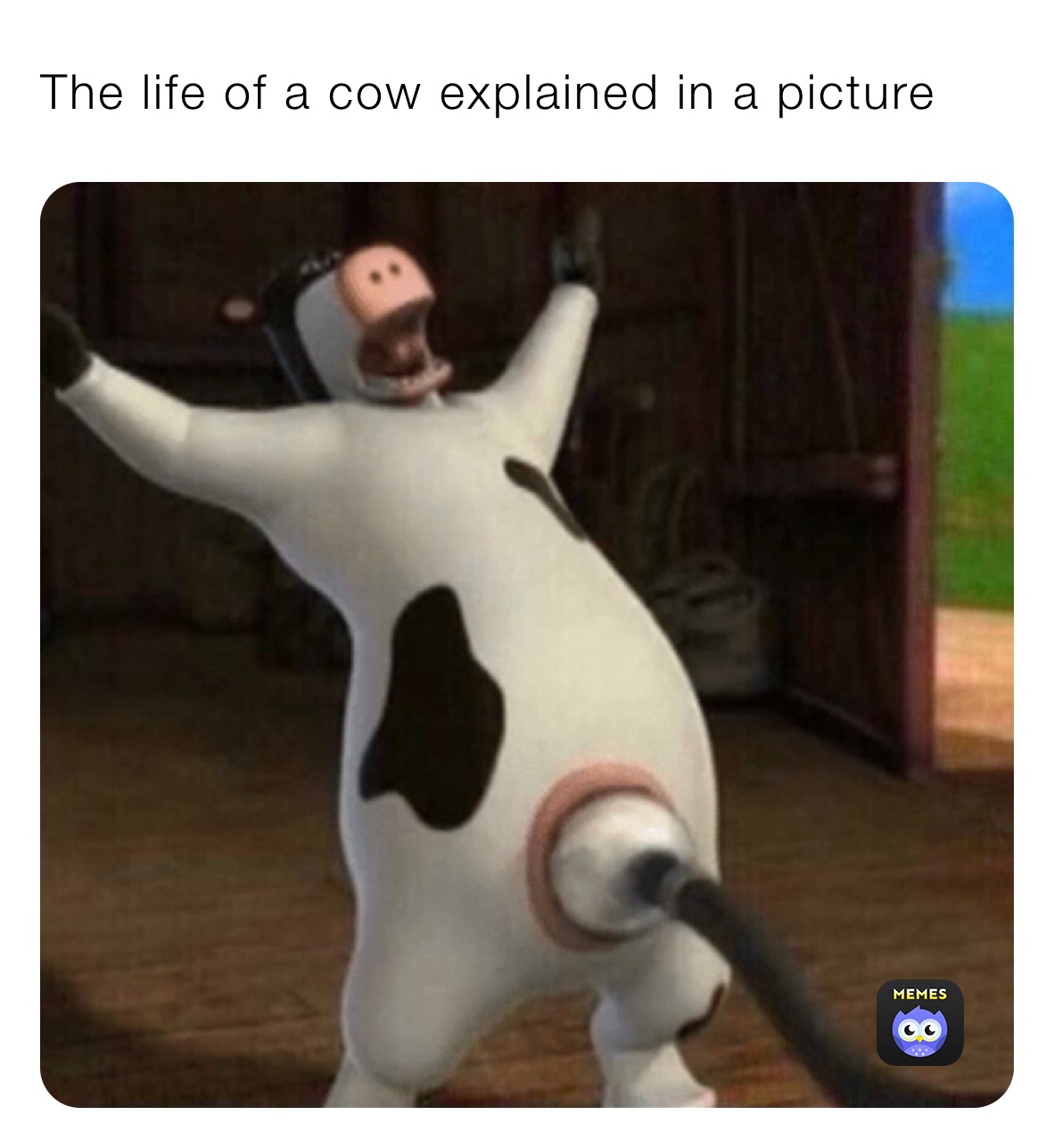 The life of a cow explained in a picture