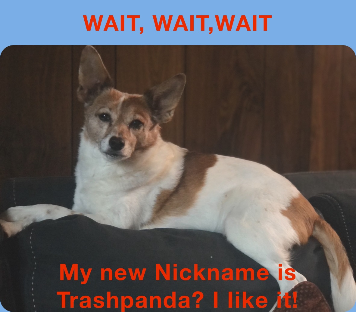 WAIT, WAIT,WAIT My new Nickname is Trashpanda? I Iike it!