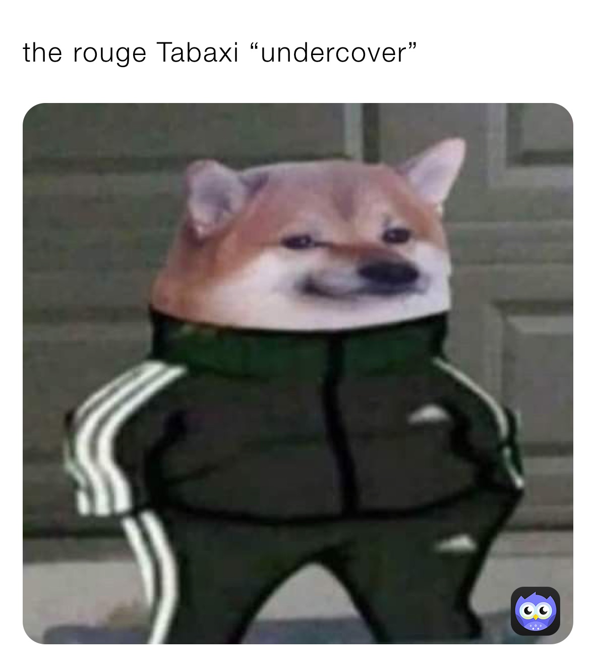 the rouge Tabaxi “undercover”