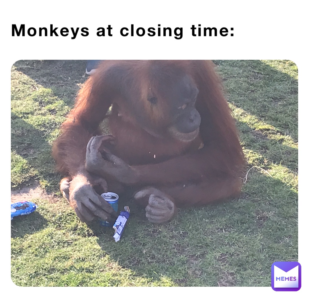 Monkeys at closing time: | @NotYourNachos | Memes