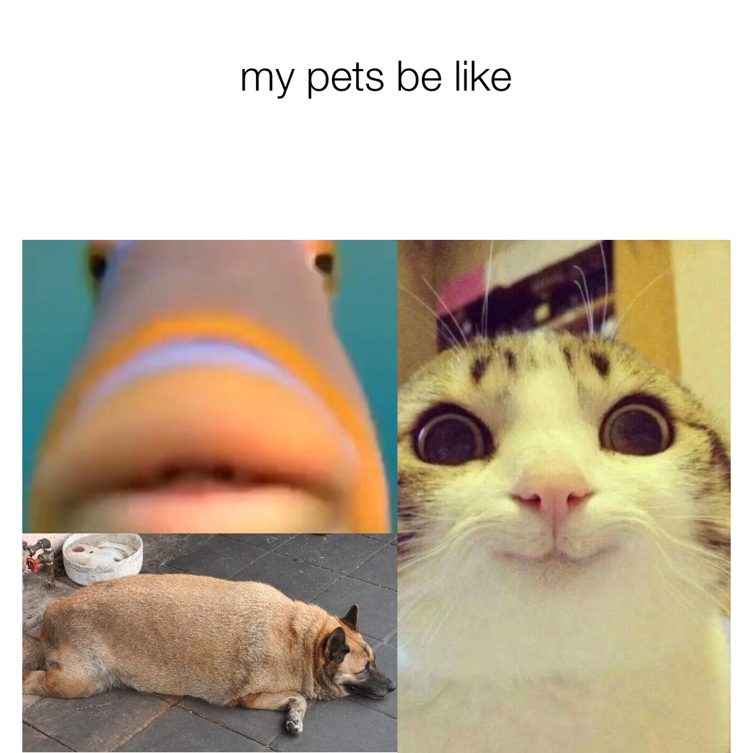 my pets be like