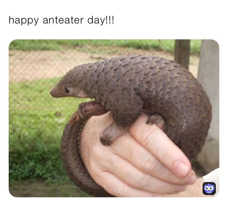happy anteater day!!!