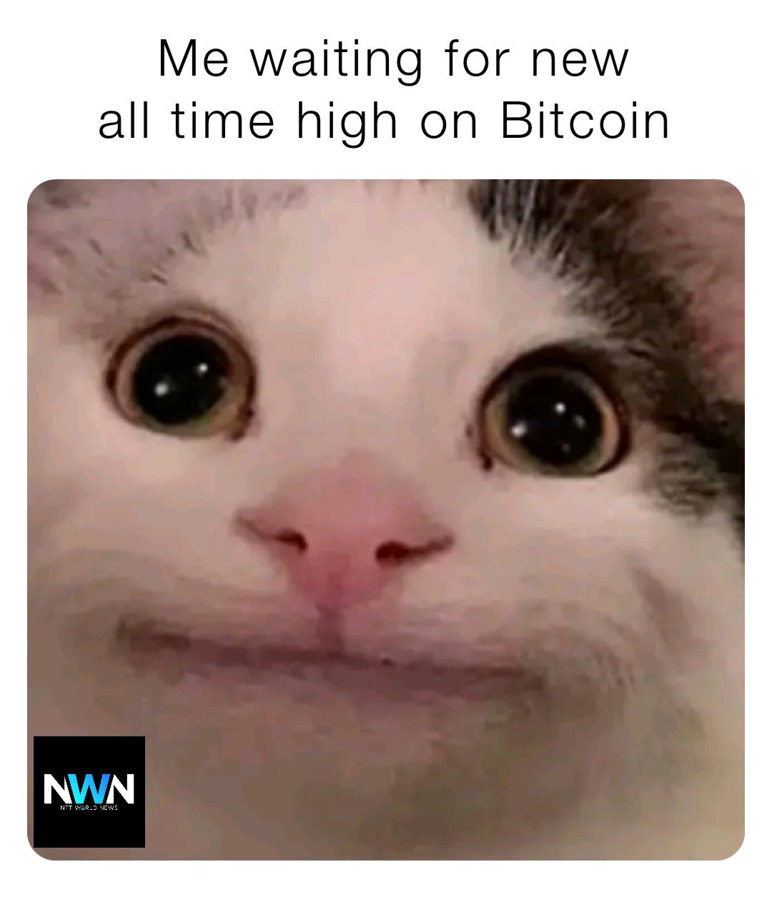 high cat meme