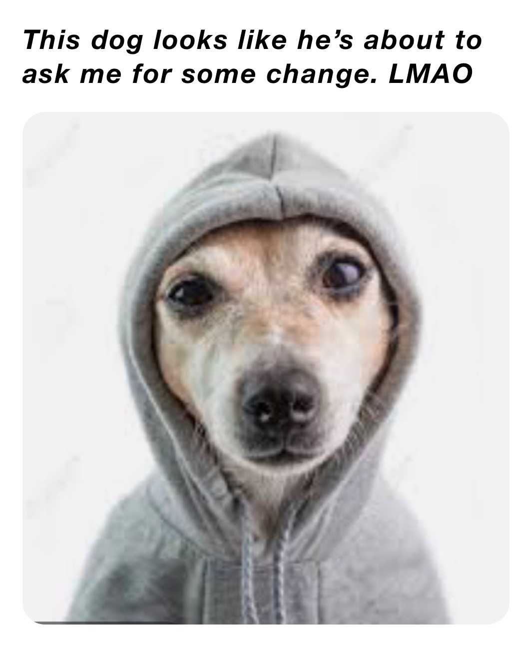 This dog looks like he’s about to ask me for some change. LMAO