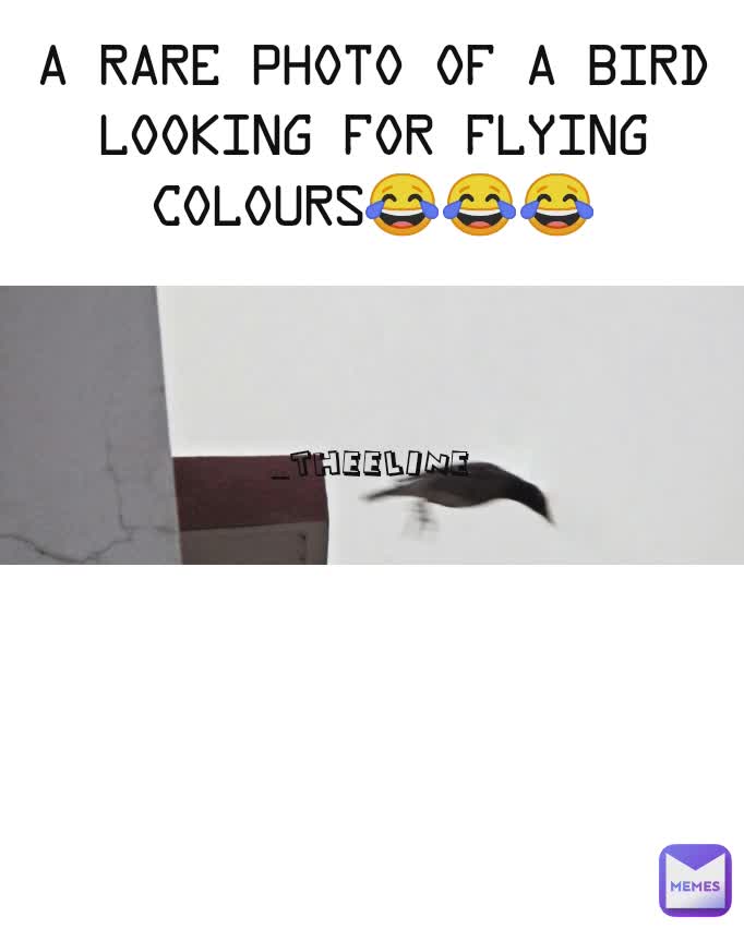 a rare photo of a bird looking for flying colours😂😂😂 _theeline