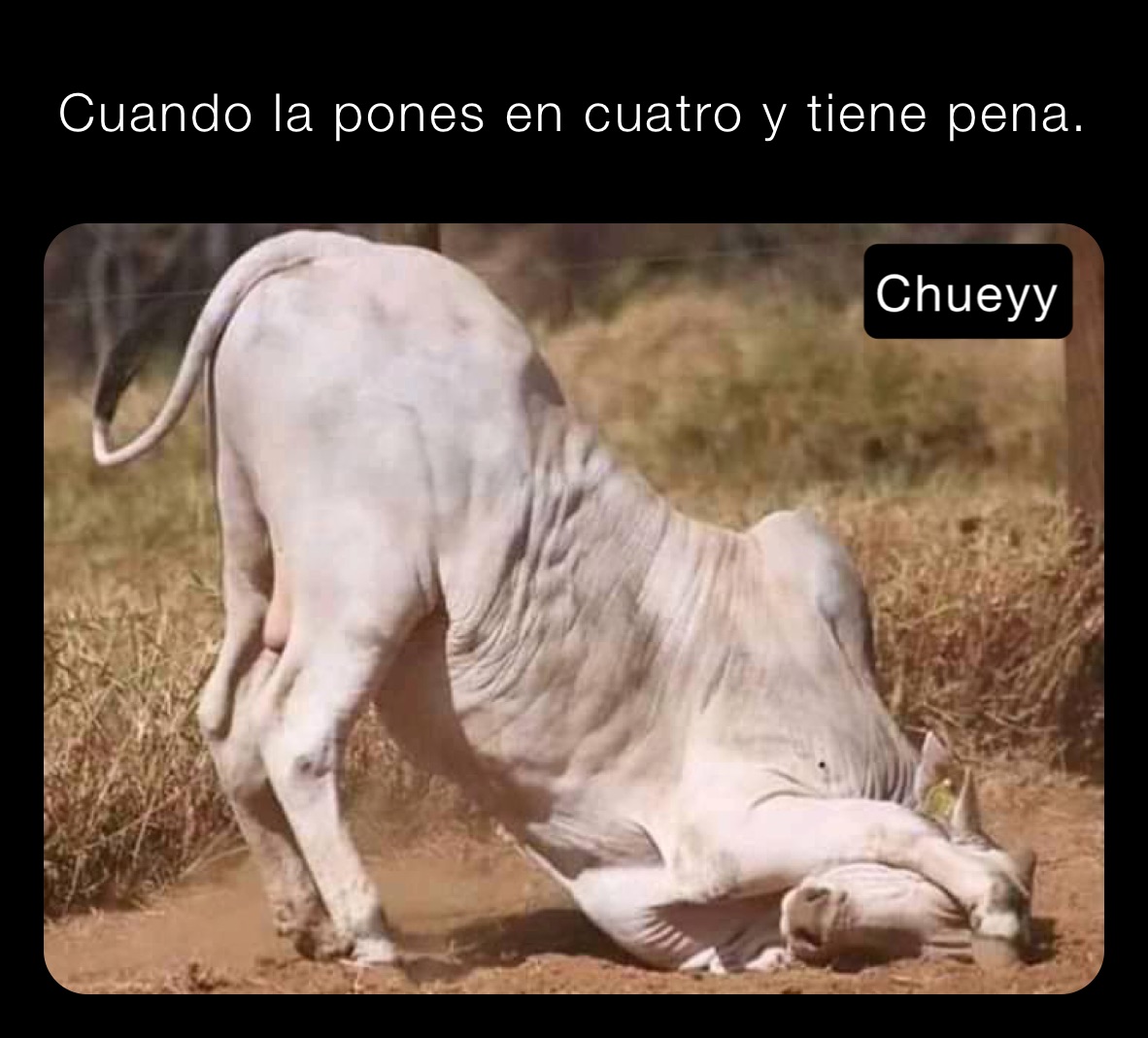 Cuando la pones en cuatro y tiene pena.