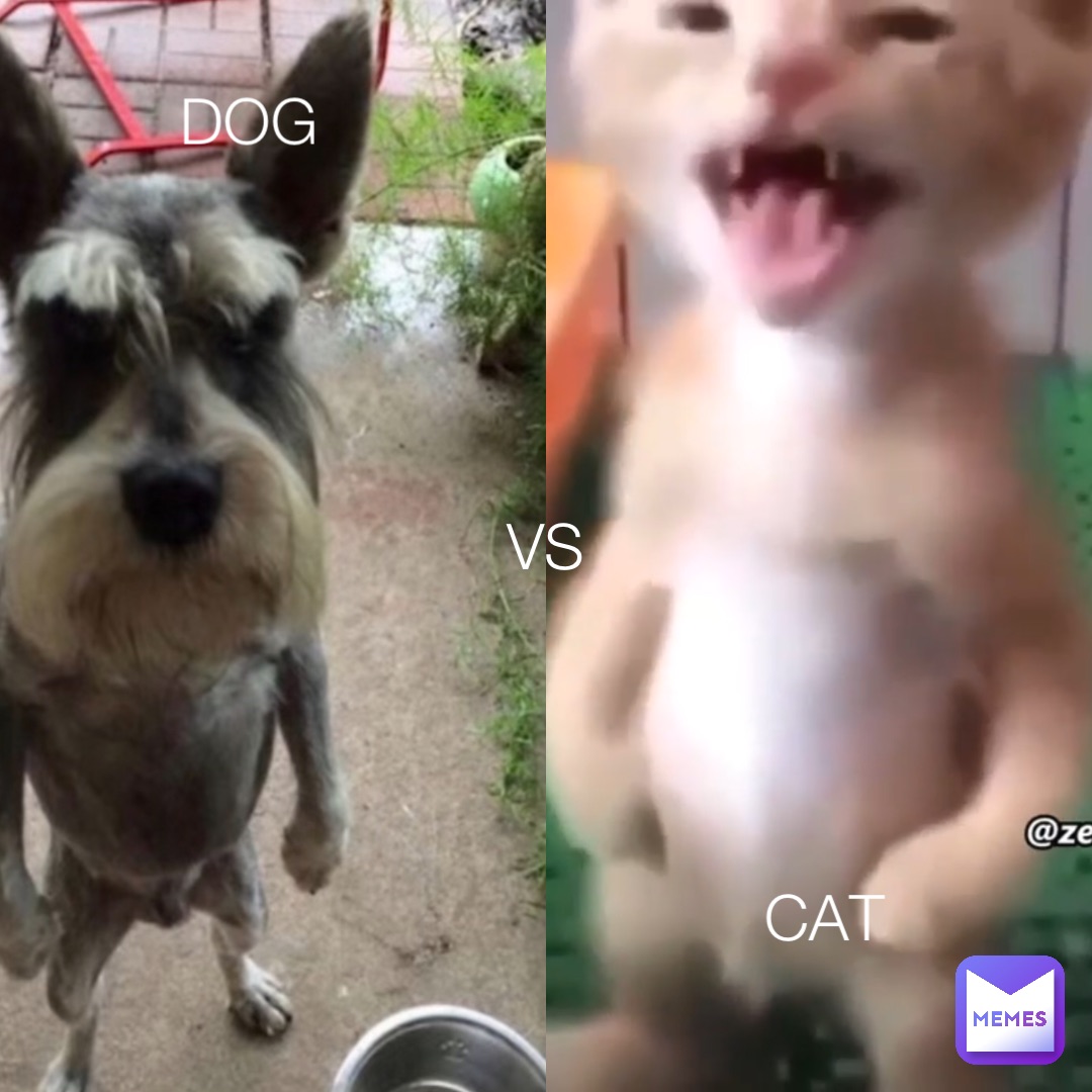 DOG CAT VS