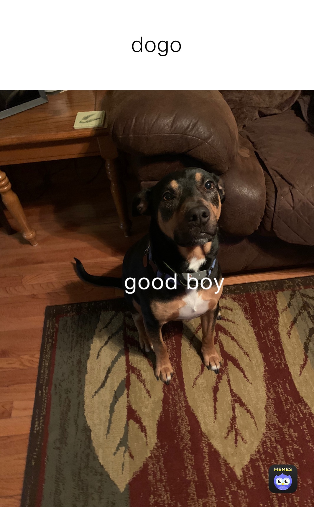 dogo 