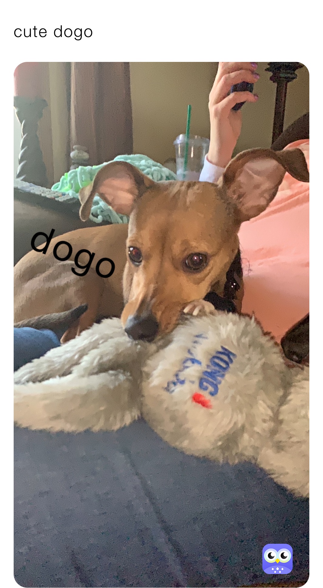cute dogo 