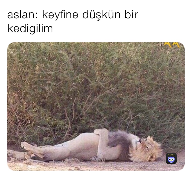 aslan: keyfine düşkün bir kedigilim