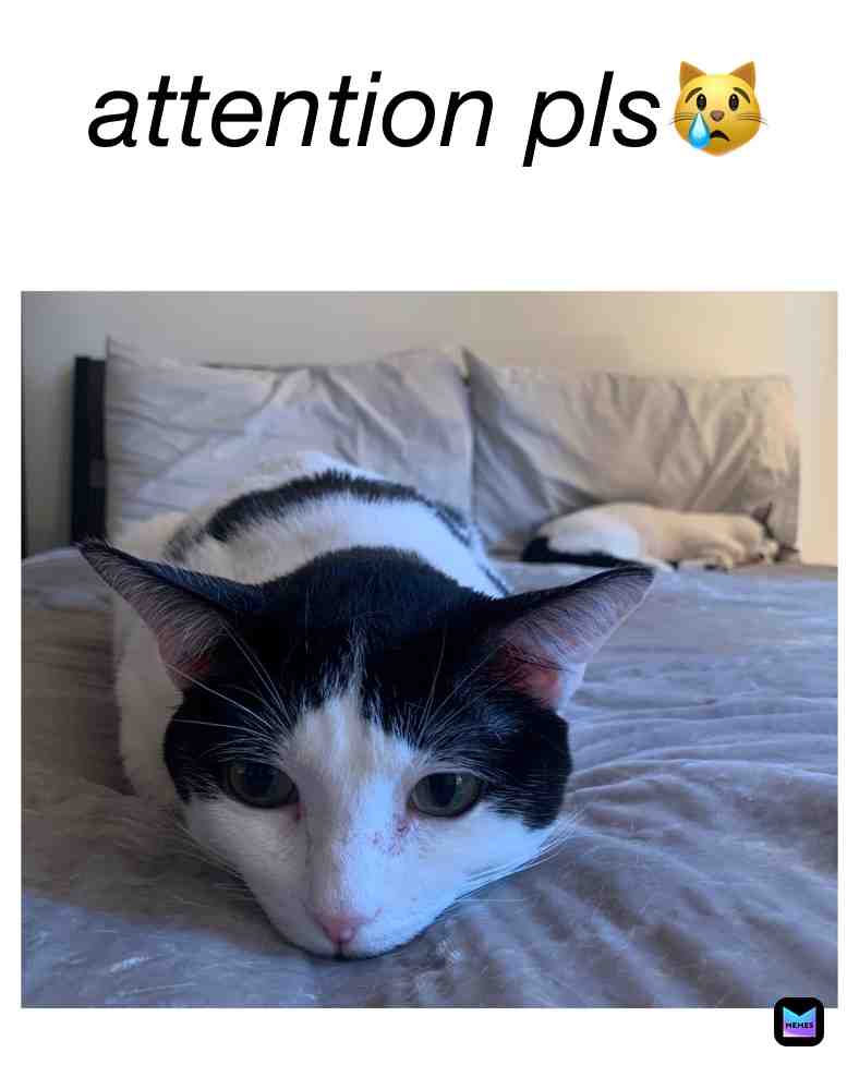 #attention #cat