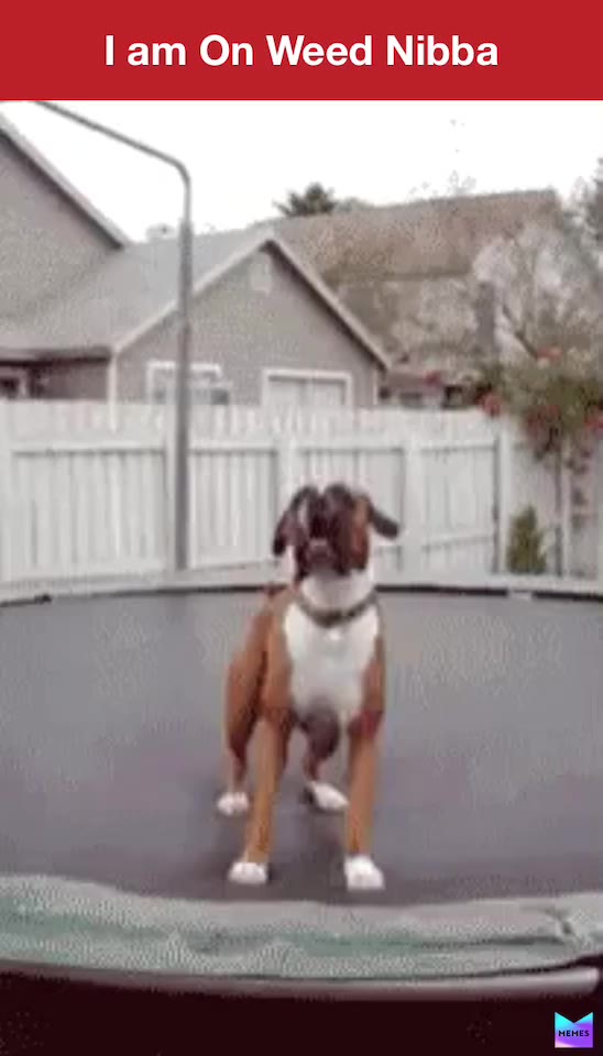 #dog