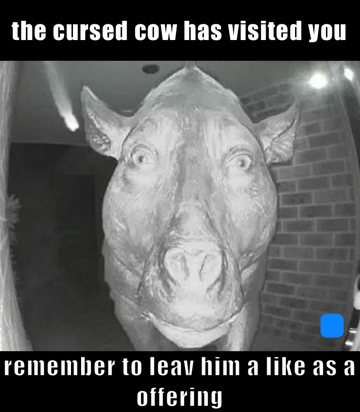 the cursed cow has visited you remember to leav him a like as a offering 
