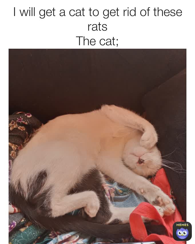 Meme by daddylongstrokes