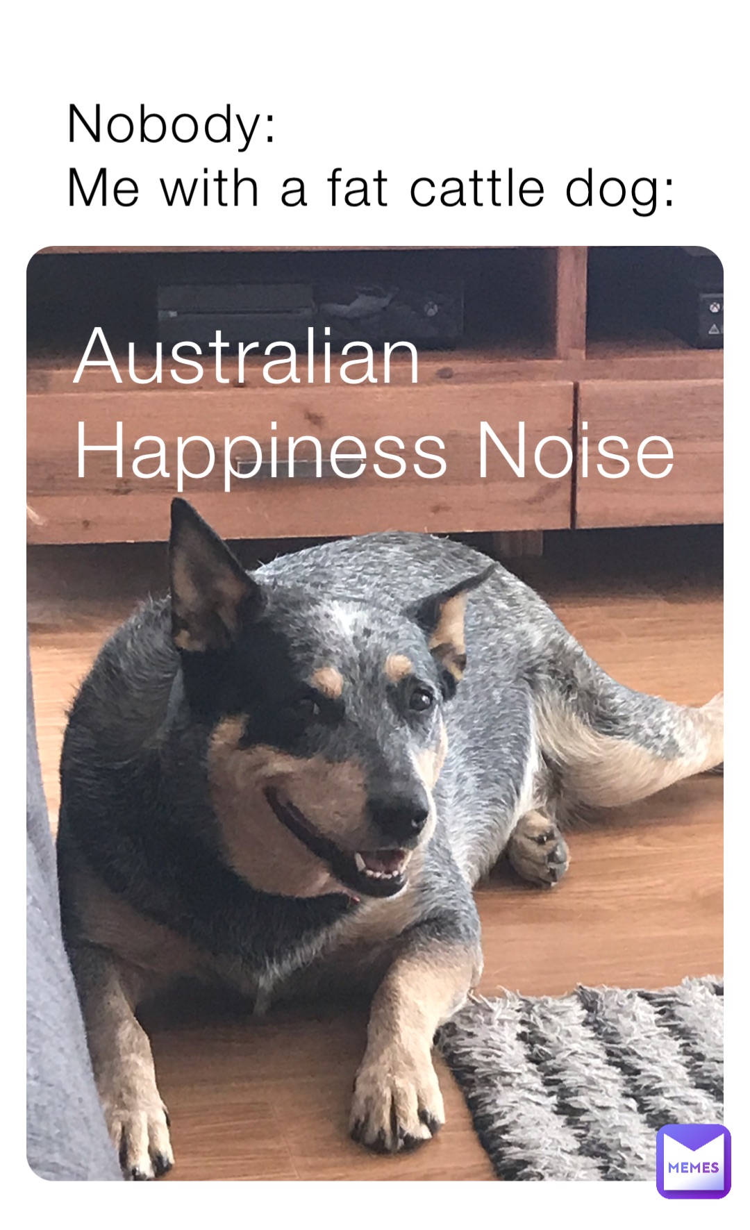 Nobody:
Me with a fat cattle dog: Australian Happiness Noise