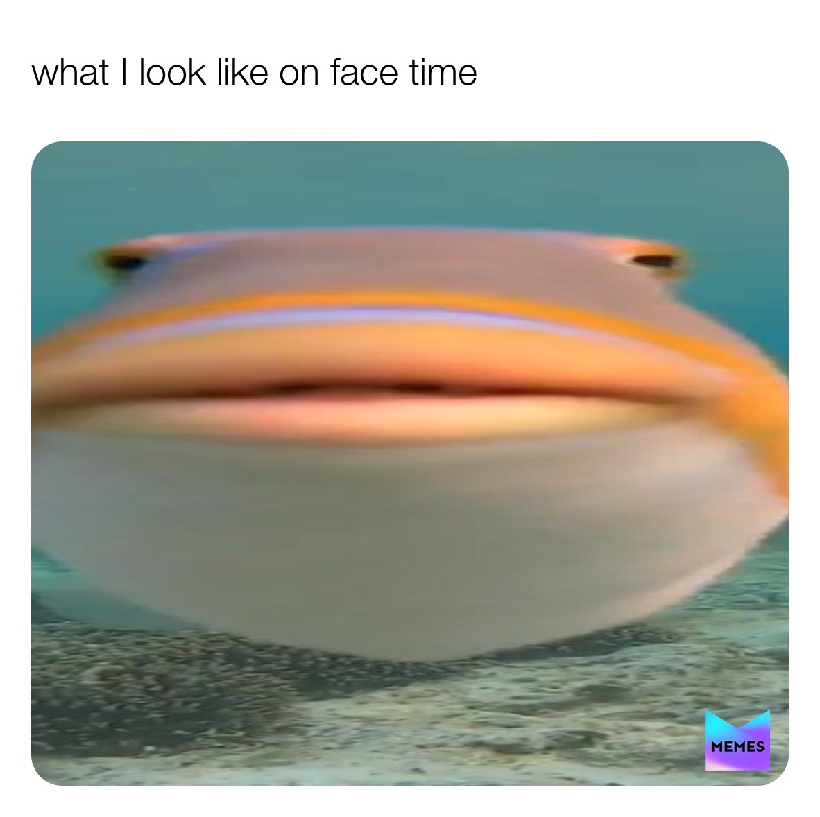 Meme by the_relatable_meme