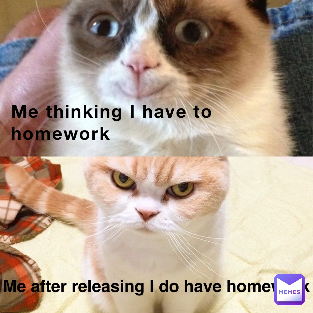 grumpy cat homework