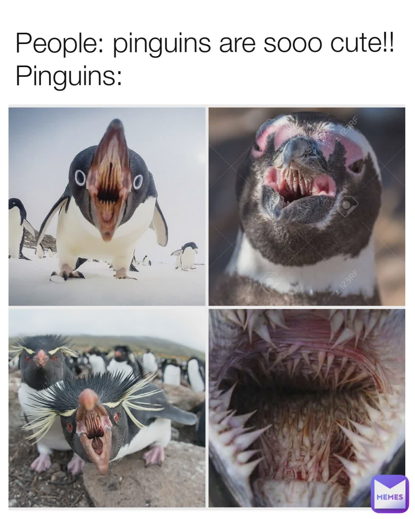 People: pinguins are sooo cute!!
Pinguins: