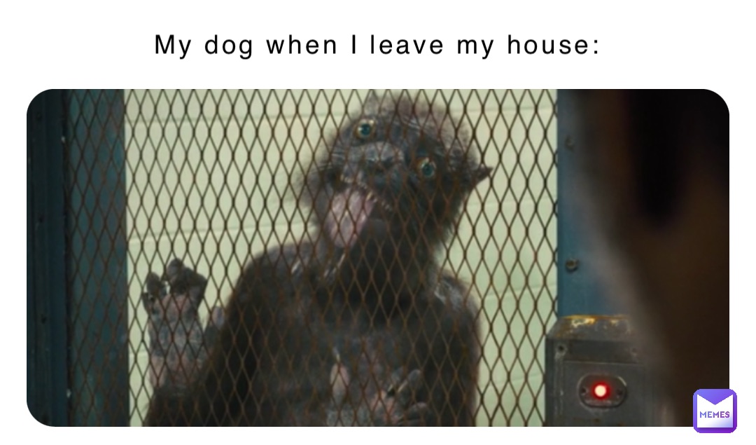 My dog when I leave my house: