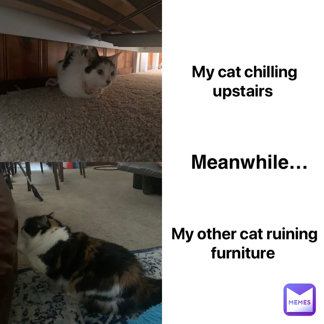 My cat chilling upstairs My other cat ruining furniture Meanwhile…