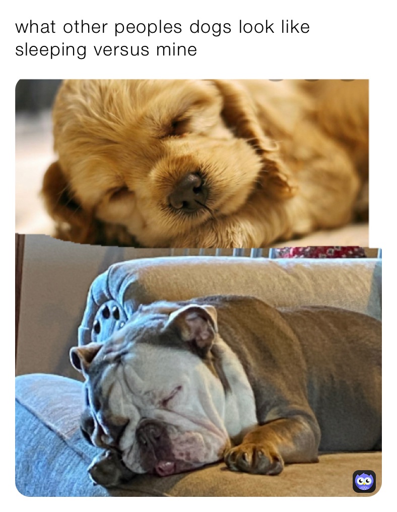 what other peoples dogs look like sleeping versus mine￼