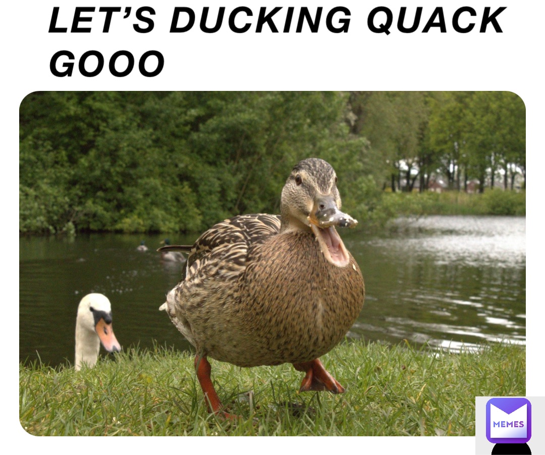 LET’S DUCKING QUACK GOOO