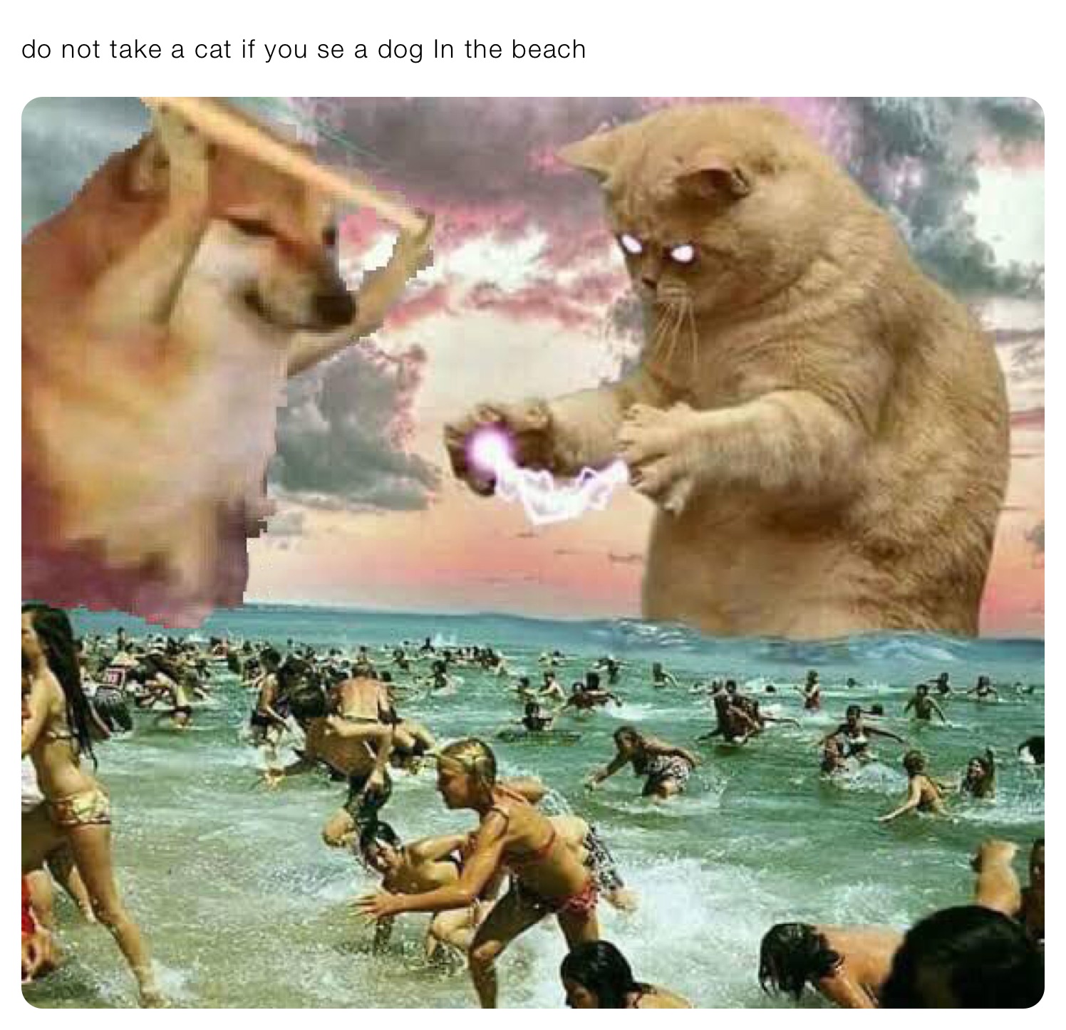 do not take a cat if you se a dog In the beach 