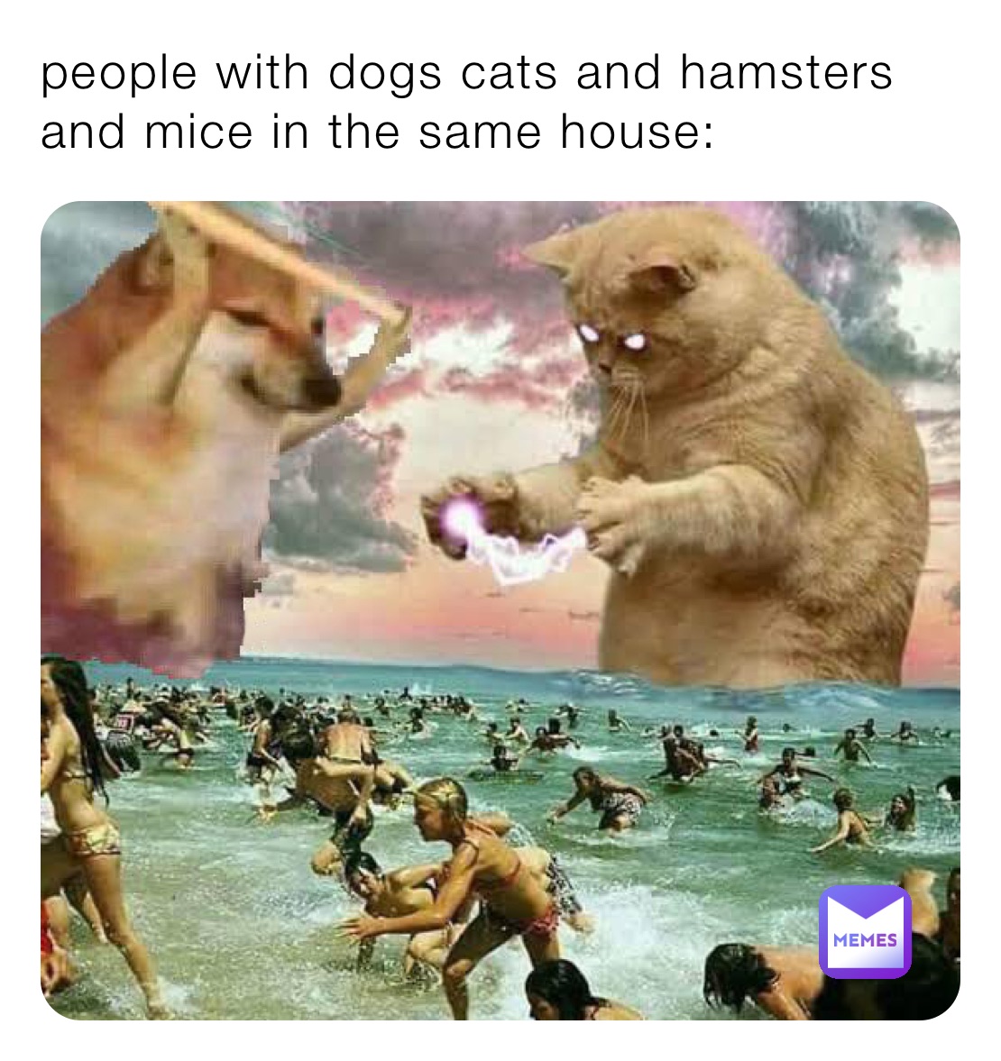 people with dogs cats and hamsters and mice in the same house: