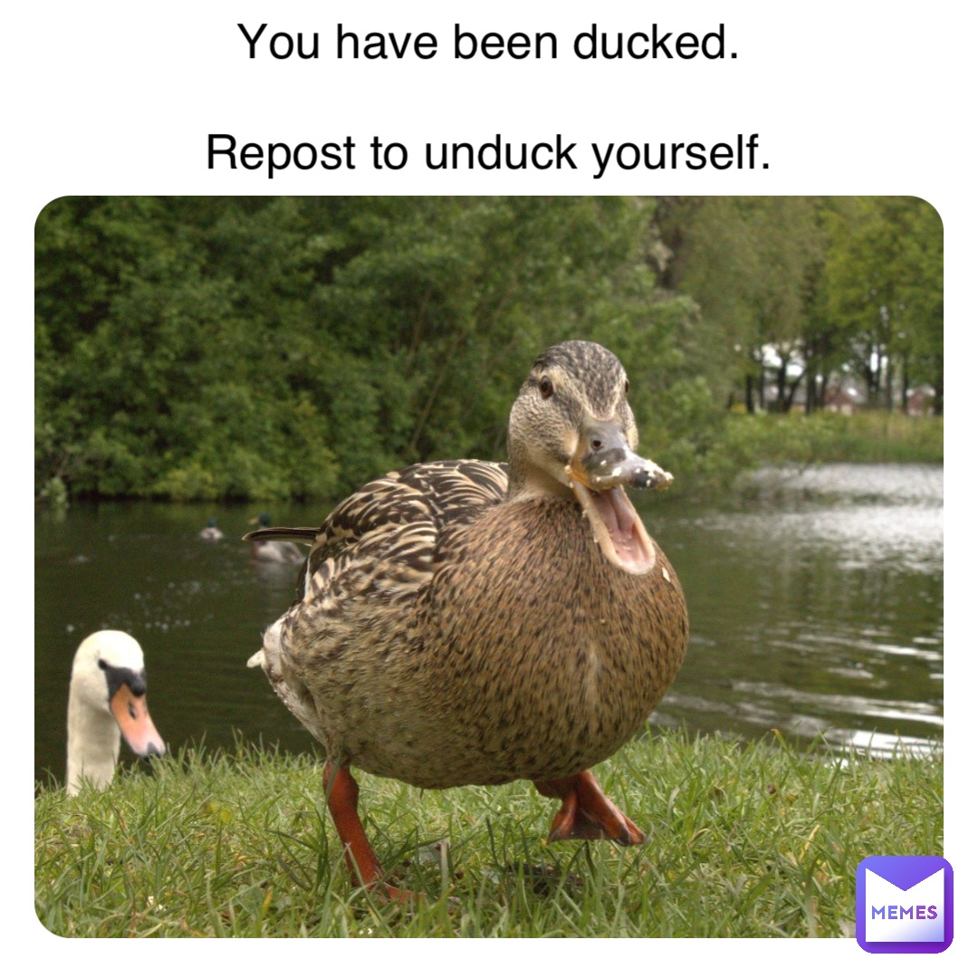 You have been ducked.

Repost to unduck yourself.